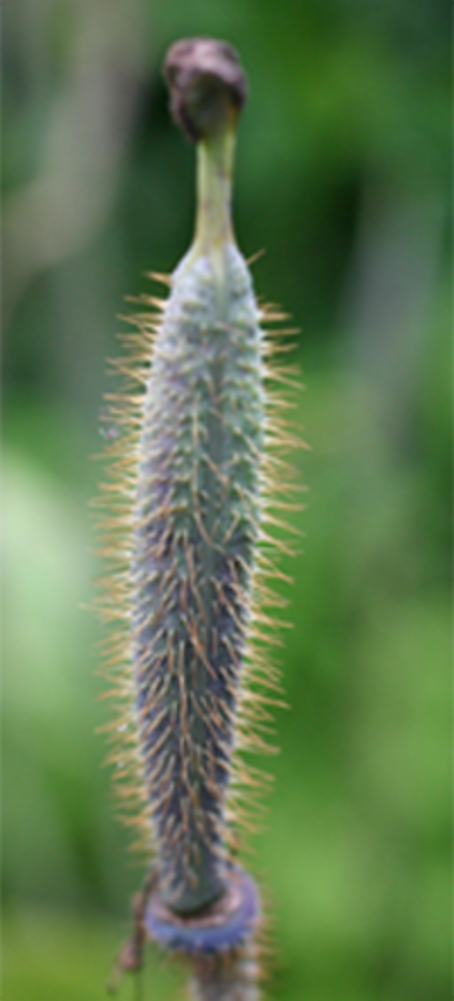 Mature fruit capsule.